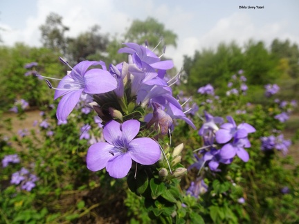 Barleria